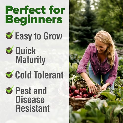 Image of HOME GROWN Detroit Dark Red Beet Seeds 500+ Heirloom Non GMO Seeds for Planting, High Germination, Sweet & Tender Root Vegetable, Edible Greens, Canning, Pickling, Winter Storage (Beta vulgaris)