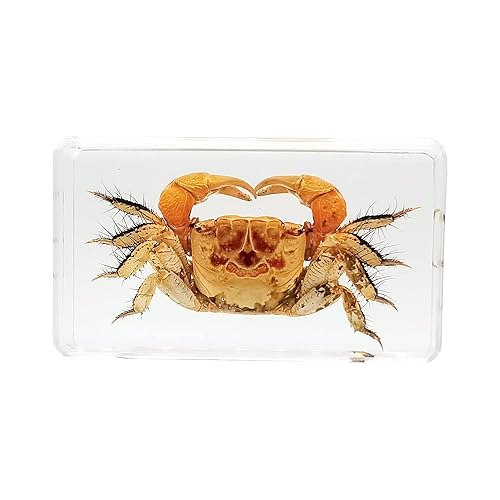 Especímenes de insectos de cangrejo real en manualidades de pisapapapeles de resina, colección de taxidermia animal para educación científica y