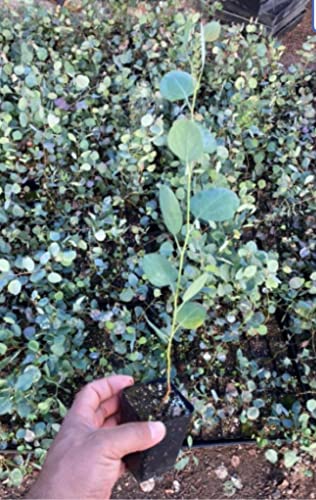 Silver Dollar Eucalyptus Live Plant In 2.5 Inch Pot Eucalyptus Tree Plant For Planting Growing #TOP7