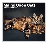 2024 Maine Coon Cats & Kittens - Deluxe Wall Calendar by Just Calendars - 16 Month - Plastic Free