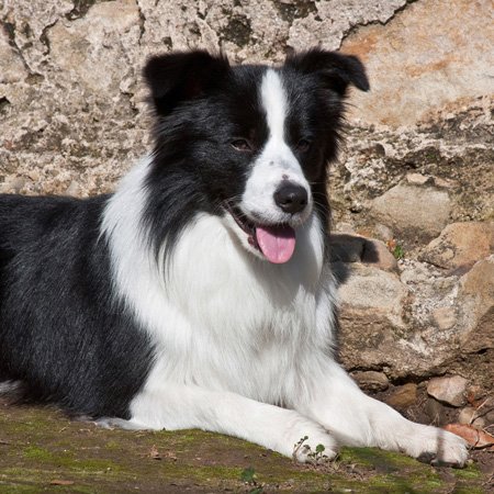 Interrupteur double bouton double commande motif Border Collie - 4
