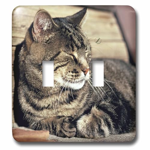 Interrupteur à bascule double 3dRose Utah Capitol Reef NP Sleeping Tabby Cat Ric Ergenbright