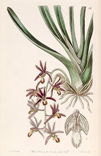 Peinture sur Toile Cymbidium Nordique pour Créer un Cocon de Chambre