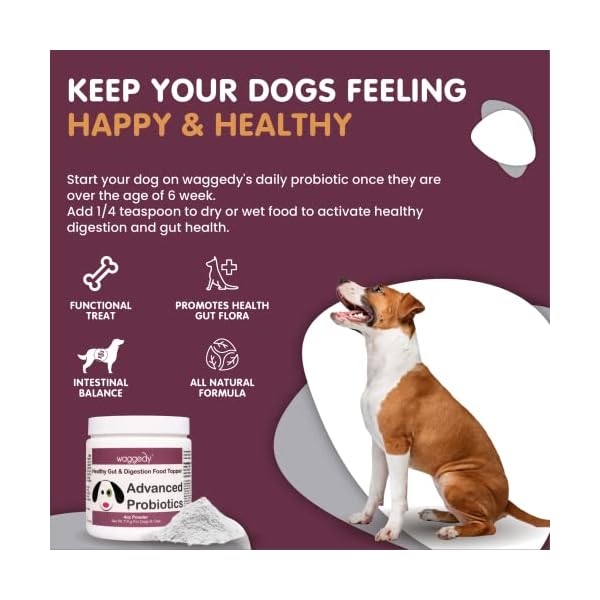 waggedy Advanced Probiotic & Enzymes Healthy Gut — Digestive Enzymes w/ Papaya — Probiotic Powder — Dog Supplements — Products for Dogs – Food Topper, Powder (114g) waggedy Advanced Probiotic & Enzymes Healthy Gut — Digestive Enzymes w/ Papaya — Probiotic Powder — Dog Supplements — Products for Dogs – Food Topper, Powder (114g)