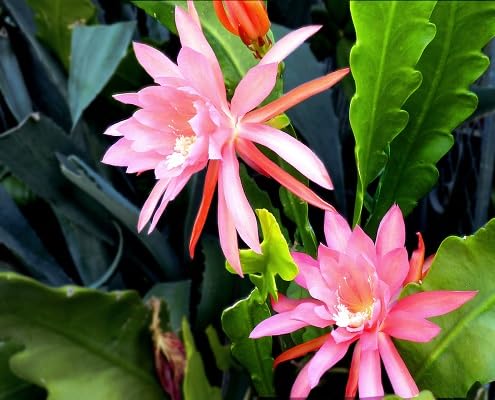 5pcs Pink Orchid Cactus Xmas Bells Flower Seeds