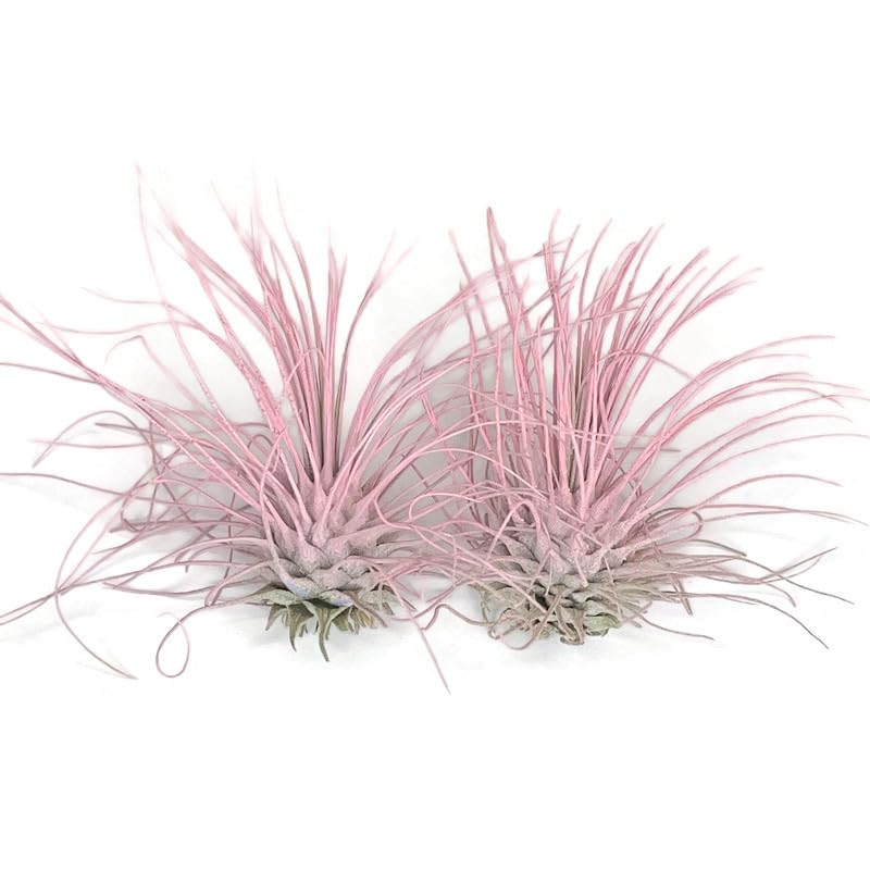 Image of Thin Air Plant, Guatemala Tillandsia Live Airplant, Healthy Arrival Guaranteed, Great Indoor Plant, Home Decor & Gift (2 Light Pink)