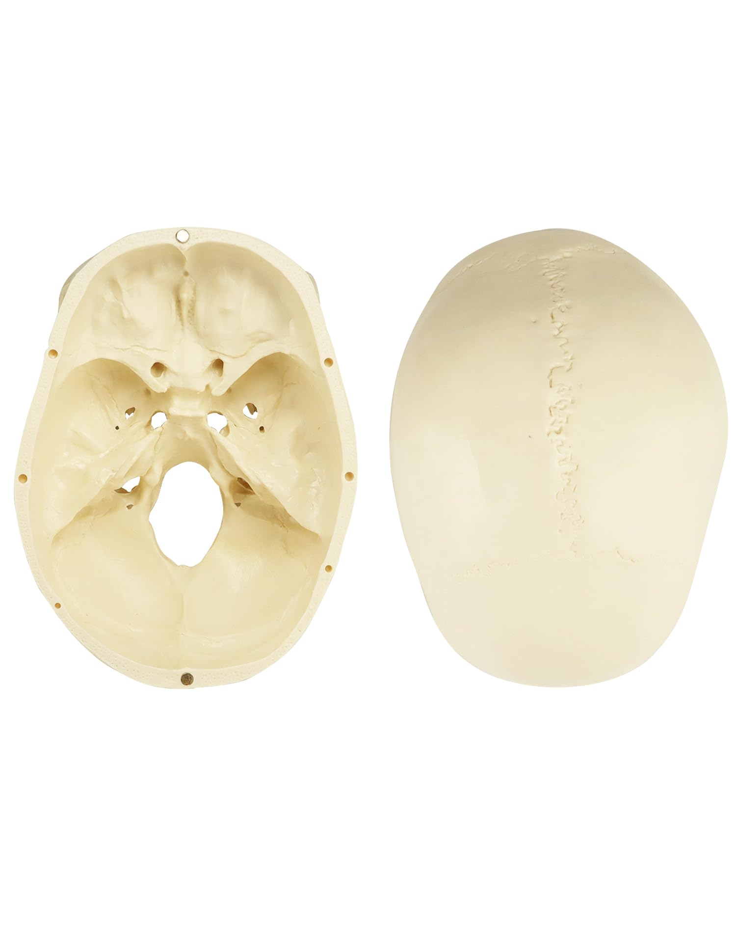 QWORK® Modèle de crâne anatomique en 3 parties - Modèle de cerveau en 8 parties avec chiffres - 1:1 taille réelle