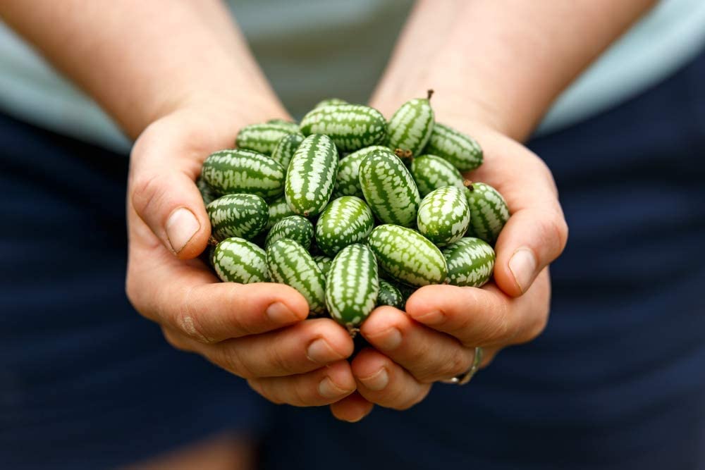 Mouse Melon Seeds | 20 Seeds | Grow This Exotic and Rare Garden Fruit | Cucamelon Seeds, Tiny Fruit to Grow (B09JM8DTBY) Amazon Price History, Amazon Price Tracker