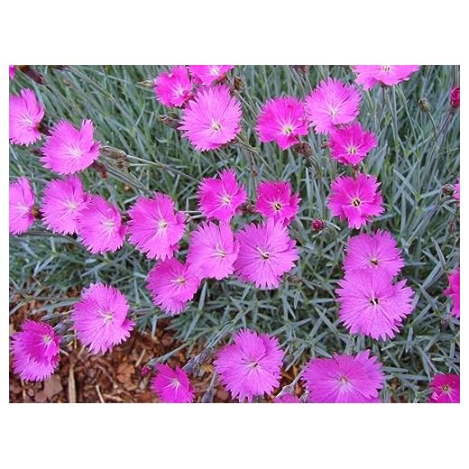 Cheddar Pink (Dianthus gratianopolitanus) 15 Cheddar Pink Seeds Dianthus Gratianopolitanus Flowering Perennial Plant Charming and Fragrant Pink Flowers Popular Ornamental Plant in Gardens and Landscapes 100Pcs Flower Seeds by YEGAOL Garden