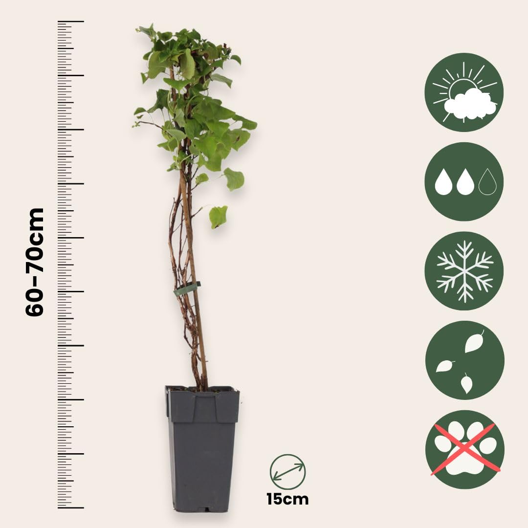 Plant in a Box - Hydrangea anomala Petiolaris - Lot de 2 - Hortensia grimpant - ⌀15cm - Hauteur 60-70cm