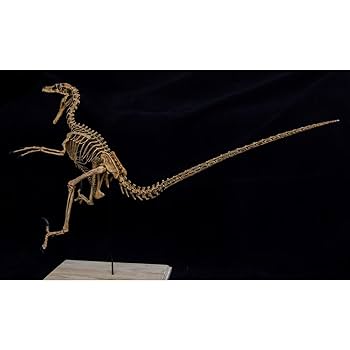 ヴェロキラプトル 骨格モデル No.001 Amazon | VWUVWU 1/2 サイズ ヴェロキラプトル 恐竜 絶滅 古生物