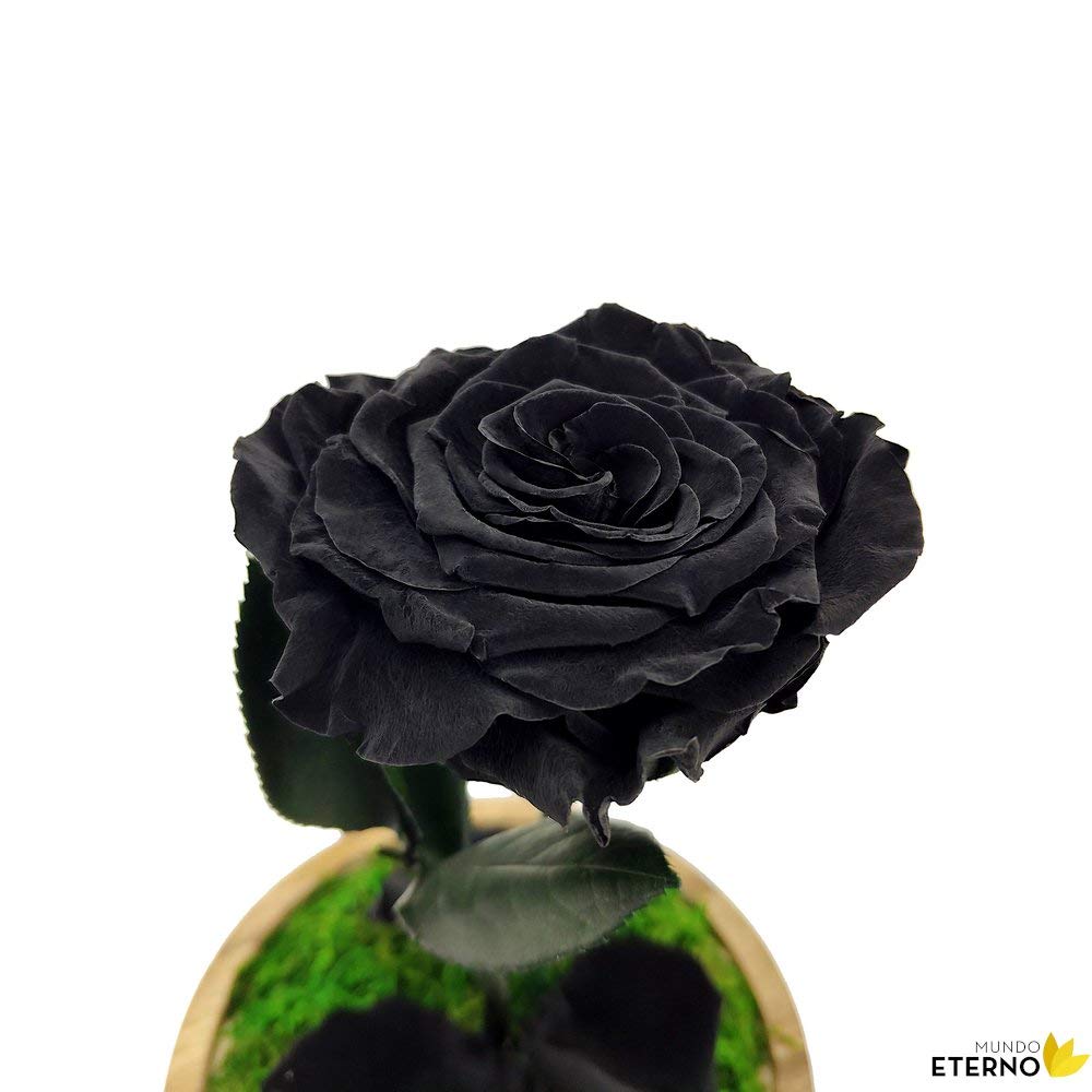 Mundo Eterno| Rosa Preservada Negra en Cúpula de Cristal | Rosa Eterna Natural | Regalo Original | 22x12 cm