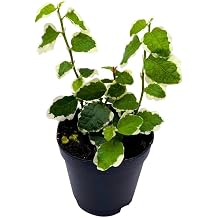 BubbleBlooms Ficus Pumila Variegata 2 inch Variegated Creeping Climbing Fig Tiny mini Pixie Plants