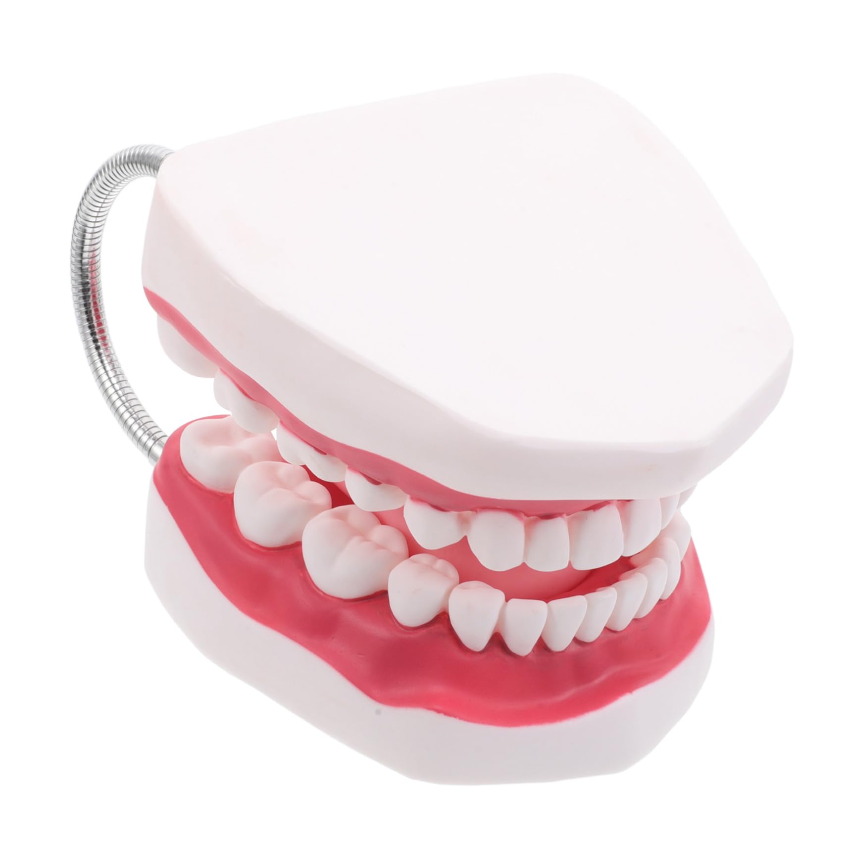 Modello di Protesi Dentaria Ortodontica Modelli di Denti per Istruzione Modello di Dente Umano Strumento di Intaglio per Studenti di Odontoiatria