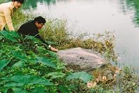 Rafetus, The Curve of Extinction: The Story of the Giant Softshell Turtle of the Yangtze and Red Rivers 0978755693 Book Cover