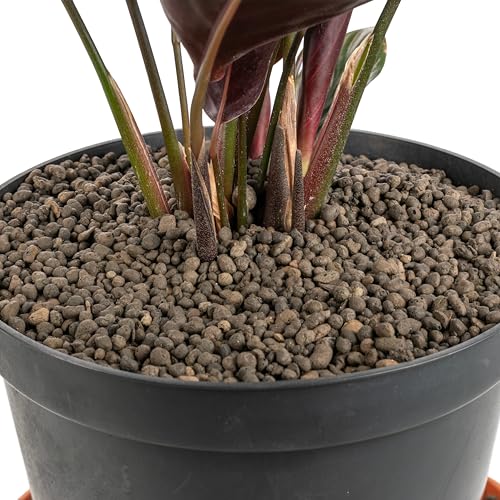 Cost Wise Clay Pebbles for Plants Pebbles & Hydroponics - LECA Clay Ball, Indoor & Outdoor,3 sizes,pack size 1-20l (1-4mm x 5 litre)