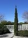 20 MEDITERRANEAN CYPRESS TREE Green Spire / Pencil Pine / Indian Cedar Seeds