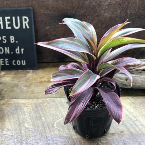 農業資材 ガーデニング コルジリネ 観葉植物」の人気商品一覧 | 安い