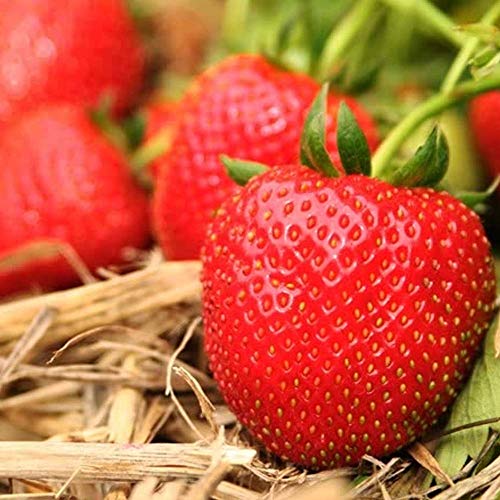 GardenersDream 20 x Strawberry Marshmello Plants - Fast Growing Bare Root Strawberry Plants - Ready to Plant Fruit Bushes for Gardens, Planters, Pots, Containers, or Baskets (5-10 cm)