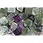 Fluorite Octahedrone - Large