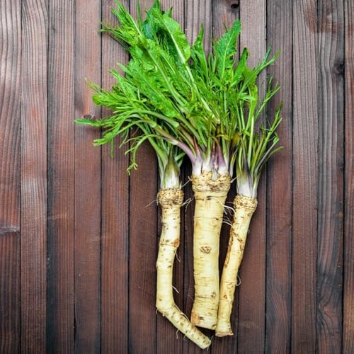 semi di rafano biologici per aiuole rialzate, giardino sul balcone di rafano medicinali da giardino tappezzanti 100pcs