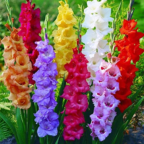 strimusimak 300 Stück Gladiolus samen, frische Garten pflanze Blumen samen Charming Gladiolus Ästhetische Blumen samen im Freien, Blumen samen Gladiolussamen Cover