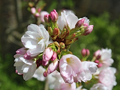 Japanische Säulenkirsche im Container Größe 60 bis 100 cm