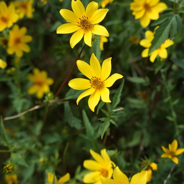 Bidens ferulifolia How to grow & care