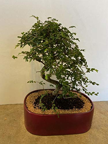 Indoorbonsaiandexotics