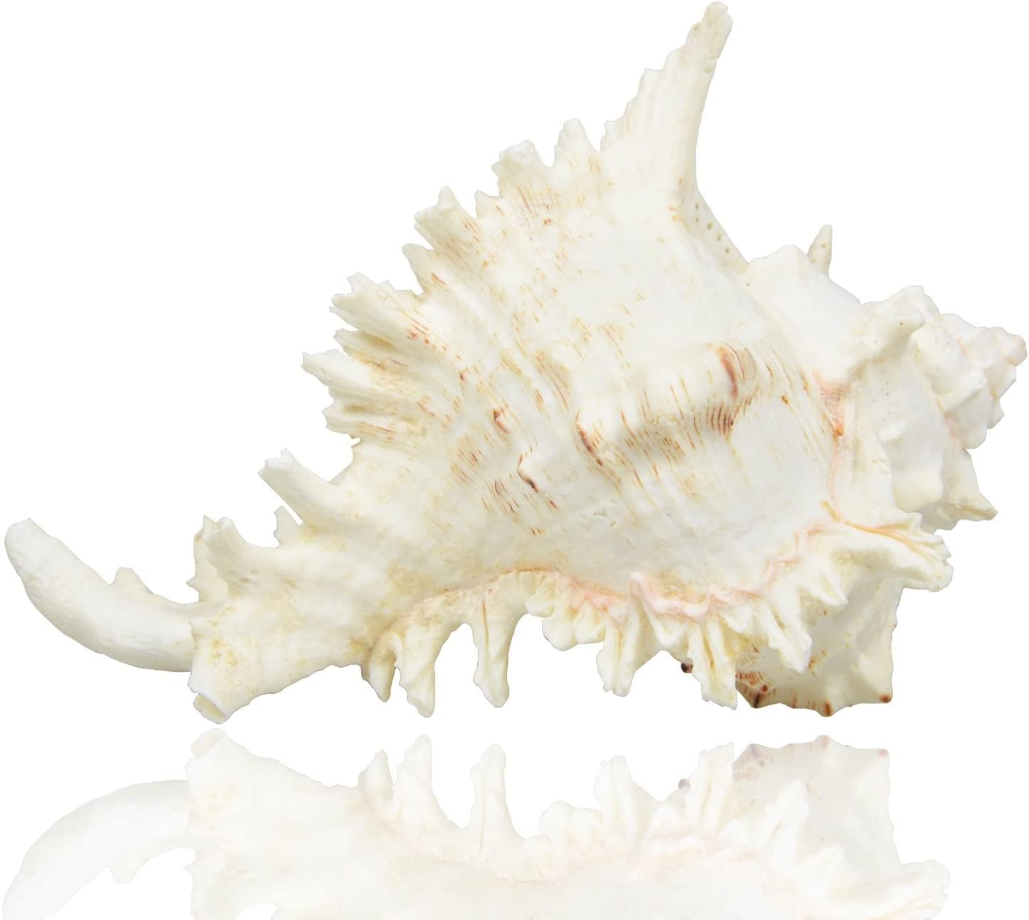 THE WHITE SHOP Large natural seashells, giant seashells, giant seashells are ideal for weddings, beach themed parties, home decorations, DIY crafts, fish tanks, and shell collectors