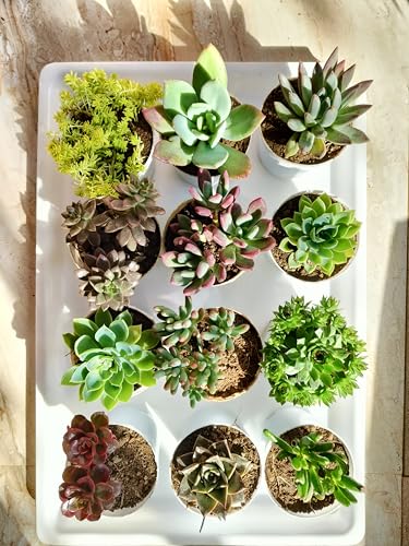 Farm Storey Assorted succulent plants set of 12, Any 12 live succ...