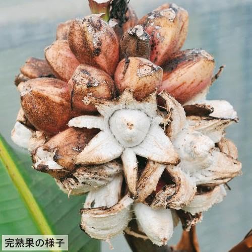 Amazon.co.jp: アケビバナナ（ピンクバナナ） 苗 : DIY・工具・ガーデン