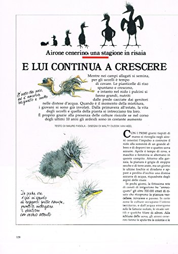 Airone cenerino: una stagione in risaia