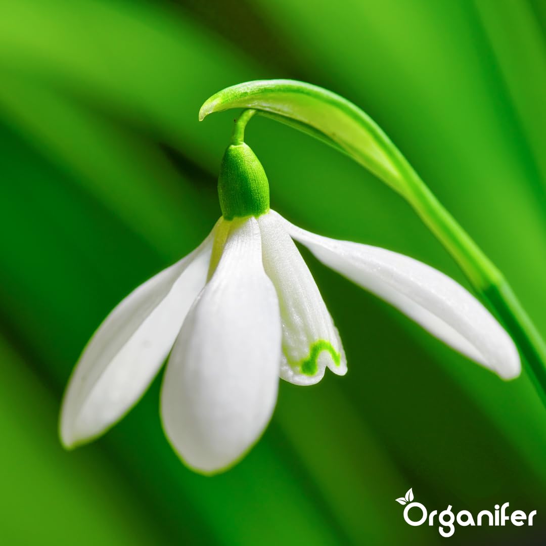 Fertilizante Líquido - 4x1L - Para Floración Precoz - NPK 3-4-3 | Plantas Vigorosas Y Floración Duradera - Organifer