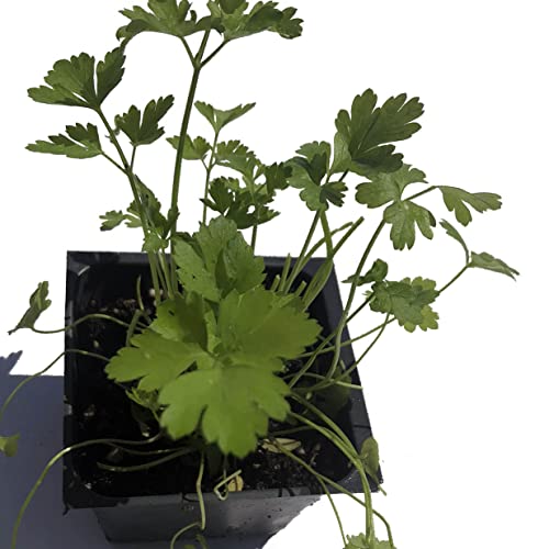 Smoke Camp Crafts Italian Parsley 2.5-Inch Pot