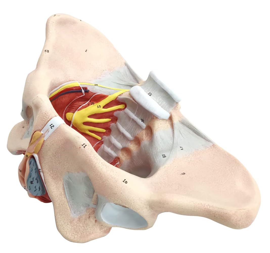 Model dna miednicy naturalnej wielkości, miednica żeńska z mięśniami dna miednicy krocza wszystko w jednym, kobieca anatomia model 1:1 ludzki szkielet do nauczania medycznego