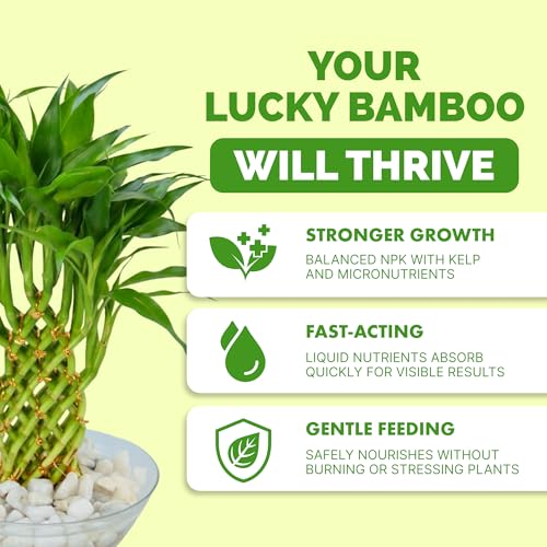 Fertilizante líquido Lucky Bamboo 8 oz miniatura 2