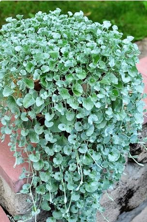 Silver Falls Dichondra Seeds for Planting (10 Seeds) (B0CPDNJG2B) Amazon Price History, Amazon Price Tracker