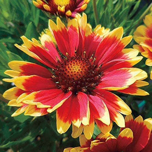 Kraft Seeds Gaillardia Aristata Mix (2000 Seeds) Heirloom Flower Seeds