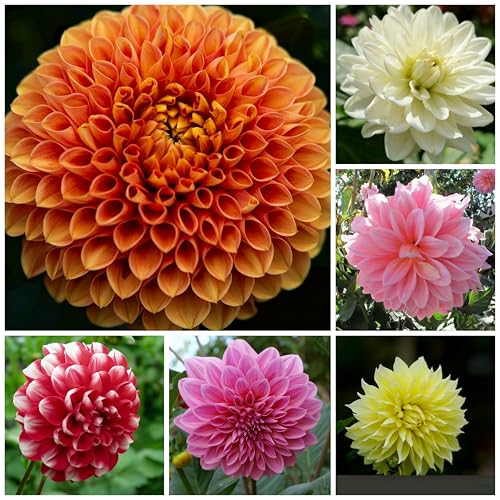 300+ Dahlia Pinnate Flower Seeds for Planting