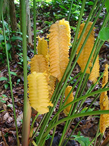 Green Brigade Rattlesnake Calathea