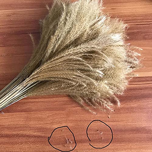 Pampas Grass Large 10-15CM/40PCS Ramo Seco Decorativo miniatura 5