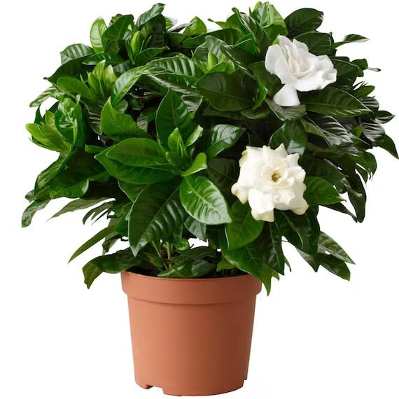 Dishita - Go Green Live Gardenia Fragrant Blooming Flower Plant for Home Gardens (B0D3YLKNY1) Amazon Price History, Amazon Price Tracker