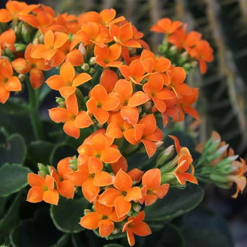 Kalanchoe Live Succulents Plants Live Flowers (3 Pack), Kalanchoe Plant Live Succulent Plants, Kalanchoe Plants Live Indoor Plants Live Houseplants, Fresh Flowers for Delivery Prime by Plants for Pets - Image 5