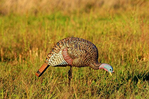 image for Flambeau Outdoors MD-710 Shady Baby Turkey Decoy - Feeding Hen