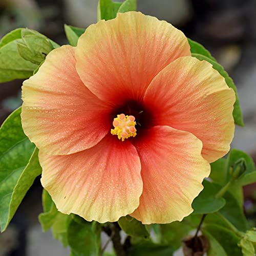 Yegaol Garden 20Pcs Yellow Orange Hibiscus Seeds Perennial Non-Gmo Container Indoor Outdoor Garden Plant Flower Seeds #TOP23