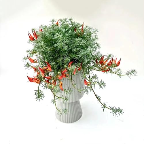 20 pcs Lotuscorniculatus samen balkon pflanze plant blumen deko exotische zimmerpflanzen bienenfreundliche blumensamen garten pflanzen winterharte gartensamen blumenwiese samen pflanzenkübel 20 pcs Lotuscorniculatus samen balkon pflanze plant blumen deko exotische zimmerpflanzen bienenfreundliche blumensamen garten pflanzen winterharte gartensamen blumenwiese samen pflanzenkübel
