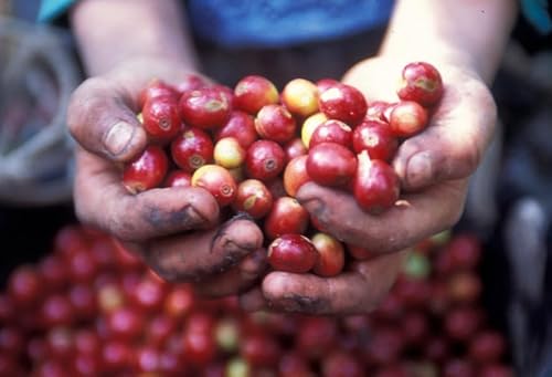 KURUYA COFFEE グアテマラ・アカテナンゴ 深煎り 200g