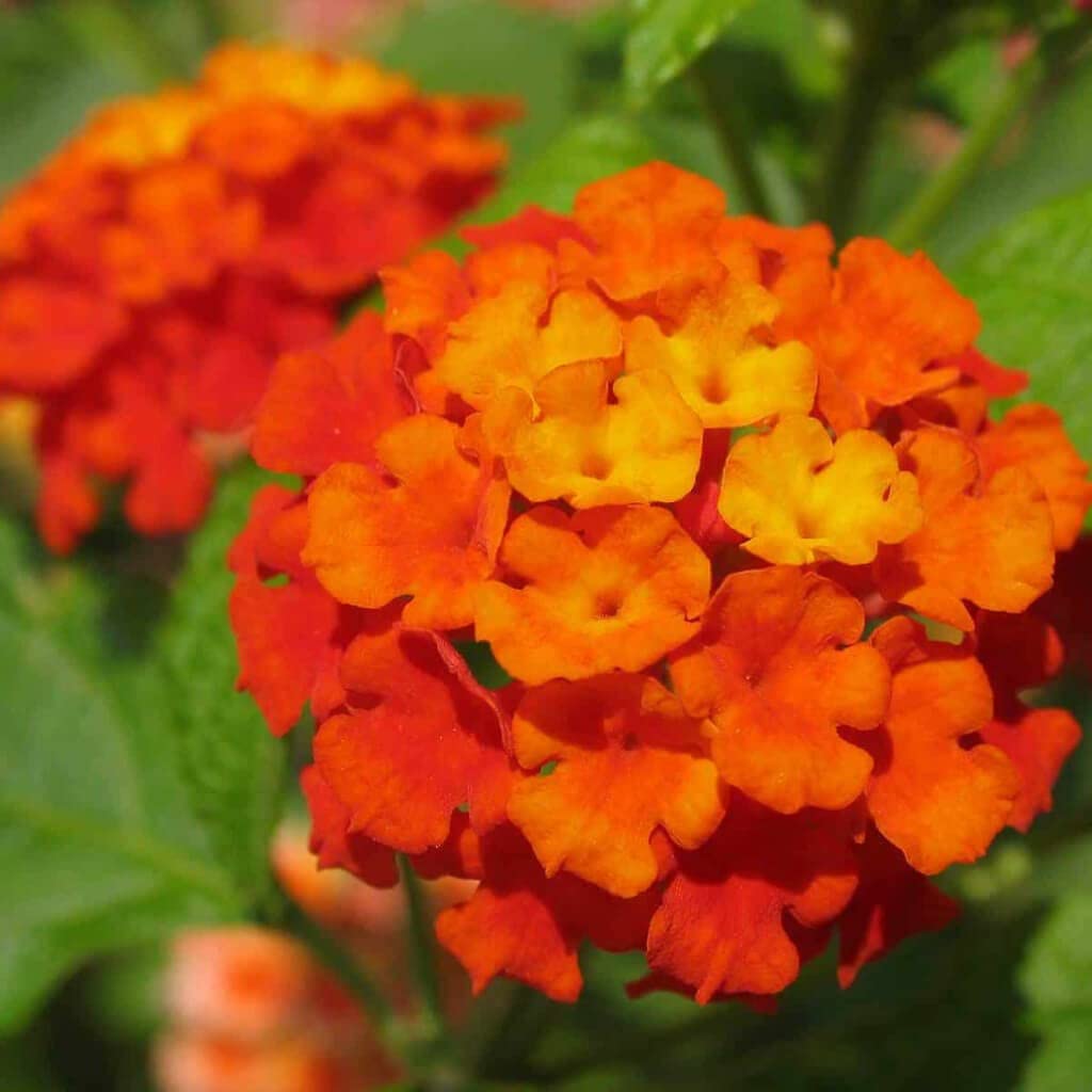 See full amazon price history chart for Creative Farmer Plant For Balcony Aromatic Flower Flowering Plants Small Gardens (Healthy Live Plant) Creative Farmer Plant For Balcony Aromatic Flower Flowering Plants Small Gardens (Healthy Live Plant) (B09L57T91M) Amazon Price History, Amazon Price Tracker