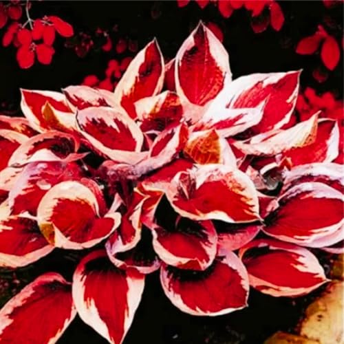 Black Red Hosta Plant Seeds, 300+ Seeds for Planting Perennial Shade-Loving Plants for Garden Beds and Containers